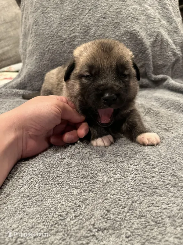 Green  – Anatolian Shepherd Dog, Caucasian Ovcharka puppy for sale in Marion Center, PA