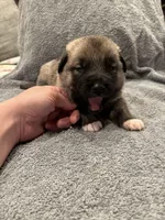 Green , a male Anatolian Shepherd Dog and Caucasian Ovcharka for sale in Marion Center, PA – Photo 1 of 2