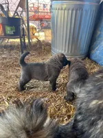 Green , a male Anatolian Shepherd Dog and Caucasian Ovcharka for sale in Marion Center, PA – Photo 2 of 2