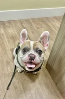 Rover , a male French Bulldog for sale in Fort Lauderdale, FL – 3 of 10