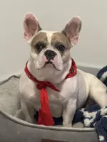 Rover , a male French Bulldog for sale in Fort Lauderdale, FL – 4 of 10