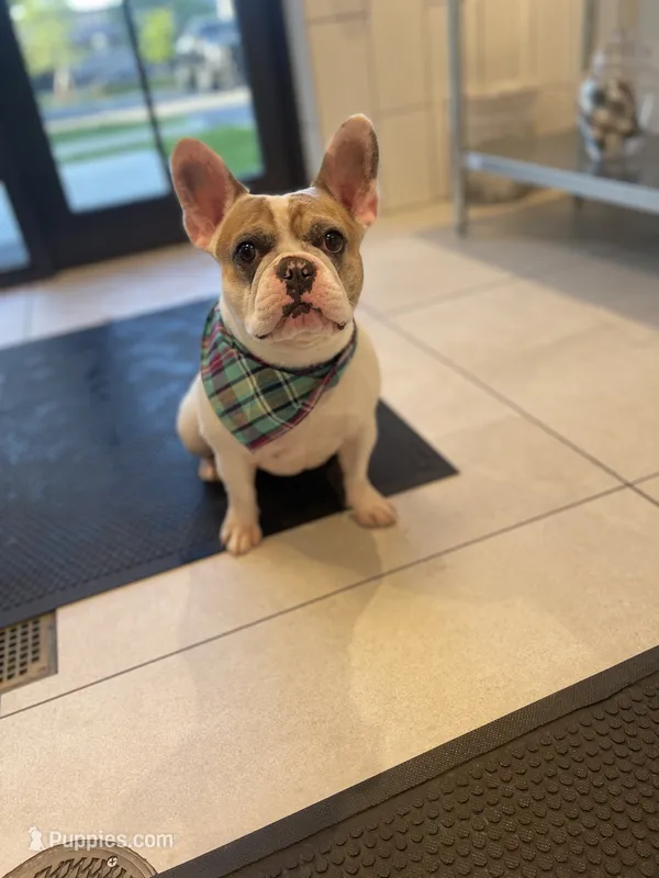 Rover  – French Bulldog puppy for sale in Fort Lauderdale, FL