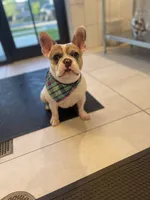 Rover , a male French Bulldog for sale in Fort Lauderdale, FL – 1 of 10