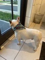 Rover , a male French Bulldog for sale in Fort Lauderdale, FL – 10 of 10