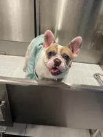 Rover , a male French Bulldog for sale in Fort Lauderdale, FL – 8 of 10