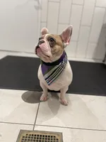 Rover , a male French Bulldog for sale in Fort Lauderdale, FL – 7 of 10