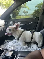 Rover , a male French Bulldog for sale in Fort Lauderdale, FL – 5 of 10
