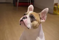 Rover , a male French Bulldog for sale in Fort Lauderdale, FL – 6 of 10