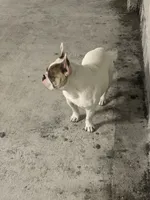 Rover , a male French Bulldog for sale in Fort Lauderdale, FL – 9 of 10