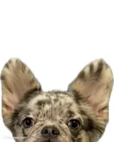 AKC Frenchie: Riley (nickname: Shiloh), a female French Bulldog for sale in Long Beach, CA – 2 of 5