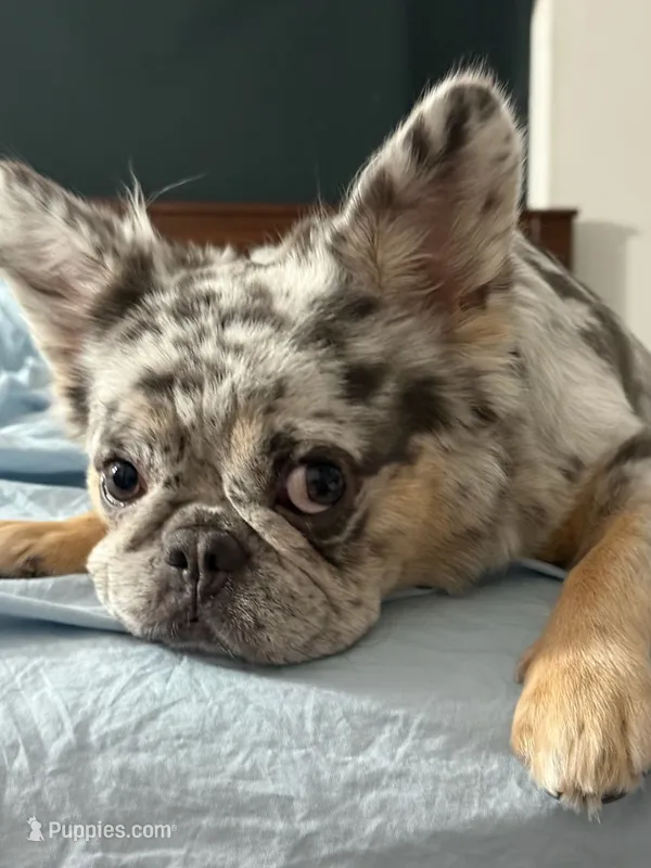 AKC Frenchie: Shiloh – French Bulldog puppy for sale in Long Beach, CA