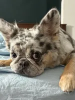 AKC Frenchie: Shiloh, a female French Bulldog for sale in Long Beach, CA – 1 of 4