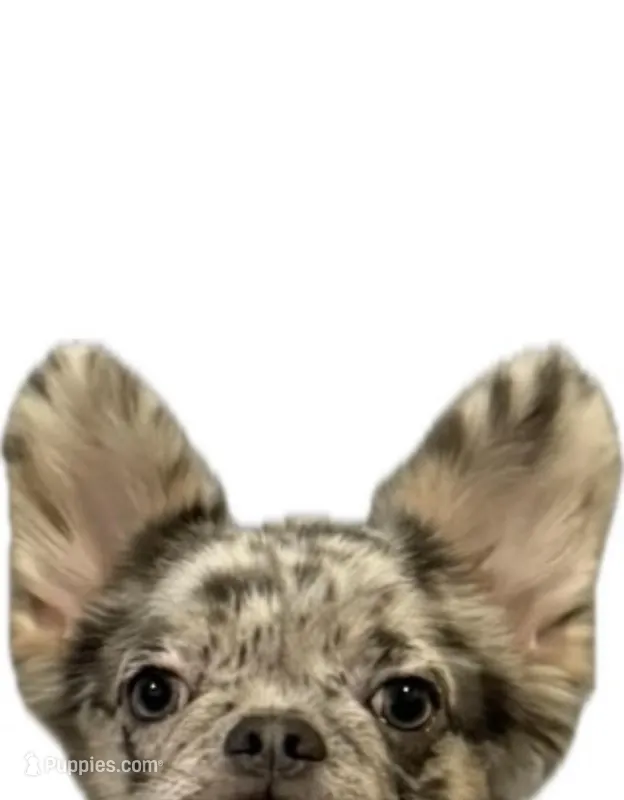 Riley – French Bulldog puppy for sale in Long Beach, CA