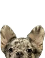 Riley, a female French Bulldog for sale in Long Beach, CA – Photo 1 of 4