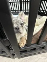 Riley, a female French Bulldog for sale in Long Beach, CA – Photo 2 of 4