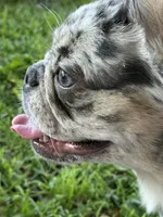 Riley, a female French Bulldog for sale in Long Beach, CA – Photo 3 of 4