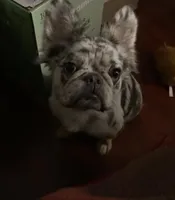 Riley, a female French Bulldog for sale in Long Beach, CA – Photo 4 of 4