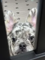 Riley, a female French Bulldog for sale in Bell, CA – Photo 2 of 5