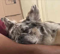 Riley, a female French Bulldog for sale in Bell, CA – Photo 5 of 5