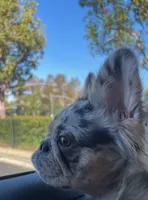 AKC Frenchie: Riley (nickname: Shiloh), a female French Bulldog for sale in Long Beach, CA – 5 of 5