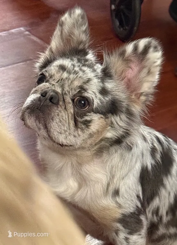 AKC Frenchie: Riley (nickname: Shiloh) – French Bulldog puppy for sale in Long Beach, CA
