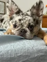 AKC Frenchie: Shiloh, a female French Bulldog for sale in Long Beach, CA – 4 of 4