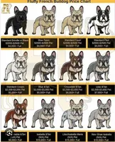 AKC Frenchie: Riley (nickname: Shiloh), a female French Bulldog for sale in Long Beach, CA – 3 of 5