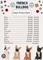 AKC Frenchie: Riley (nickname: Shiloh), a female French Bulldog for sale in Long Beach, CA – 4 of 5