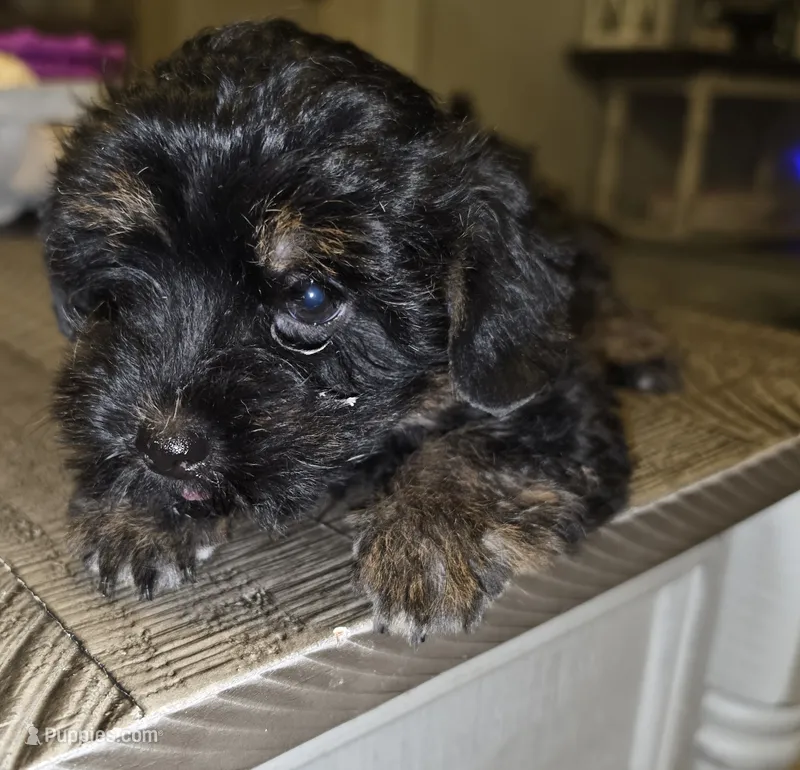 Female Runt – Yorkipoo puppy for sale in Chadbourn, NC