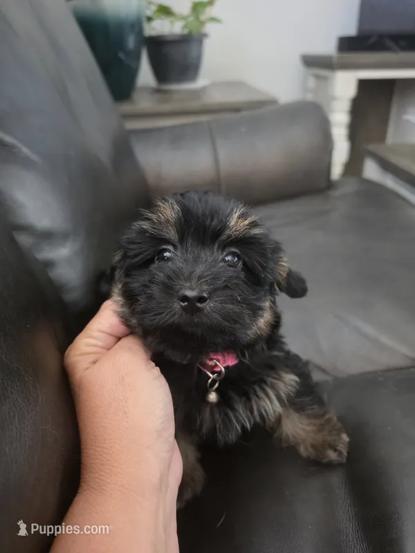 Boy Yorki poo – Yorkipoo puppy for sale in Chadbourn, NC