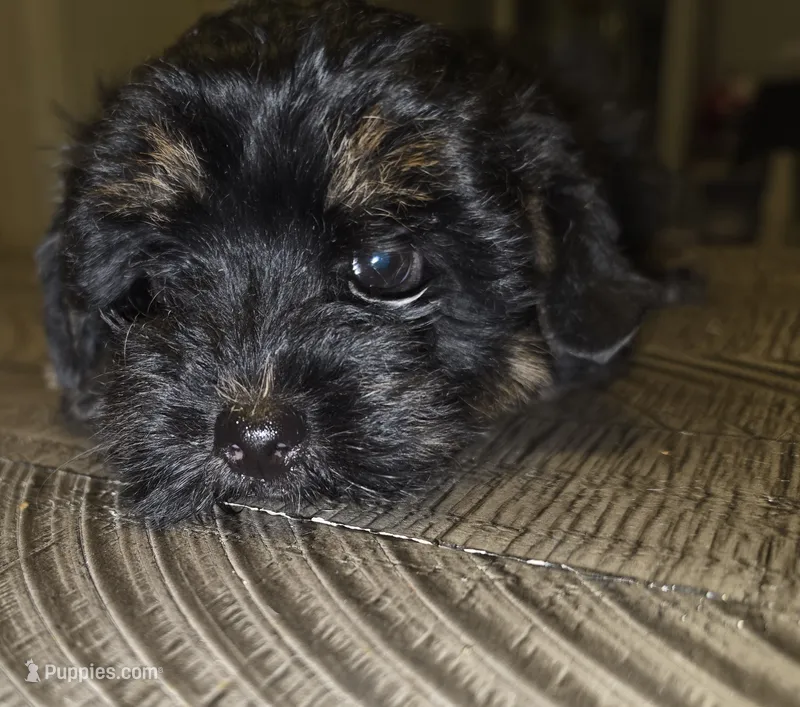 Boy Yorki poo – Yorkipoo puppy for sale in Chadbourn, NC
