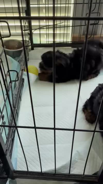 Boy Yorki poo, a male Yorkipoo for sale in Chadbourn, NC – 1 of 1
