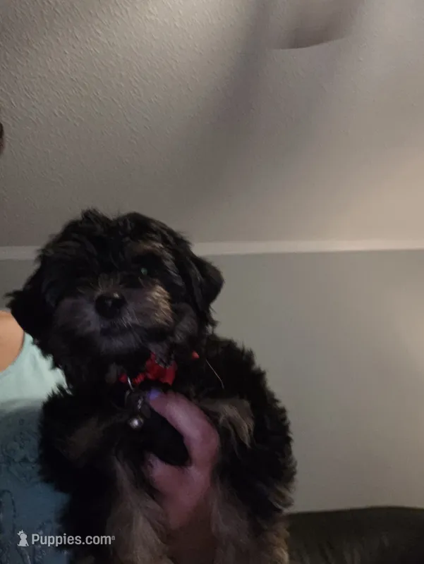 Boy Yorki poo – Yorkipoo puppy for sale in Chadbourn, NC