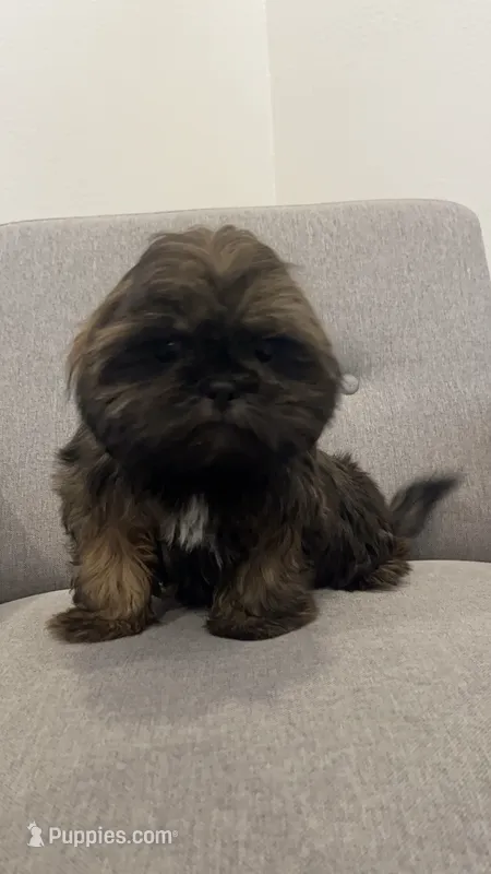 Owen – Shih Tzu puppy for sale in Citrus Heights, CA