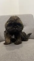 Owen, a male Shih Tzu for sale in Citrus Heights, CA – 1 of 3