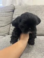 Jet, a male Shih Tzu for sale in Citrus Heights, CA – 2 of 3