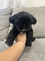 Jet, a male Shih Tzu for sale in Citrus Heights, CA – 3 of 3