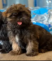 Owen, a male Shih Tzu for sale in Citrus Heights, CA – 2 of 3