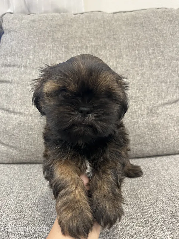 Owen – Shih Tzu puppy for sale in Citrus Heights, CA