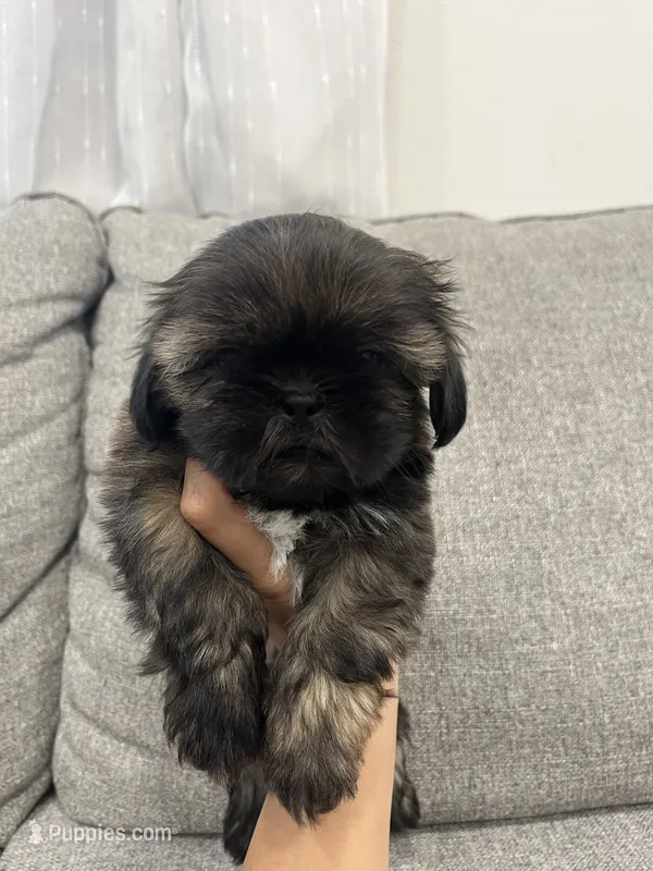 Cody – Shih Tzu puppy for sale in Citrus Heights, CA