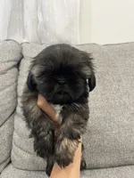 Cody, a male Shih Tzu for sale in Citrus Heights, CA – 1 of 2