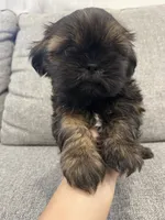 Owen, a male Shih Tzu for sale in Citrus Heights, CA – 2 of 2