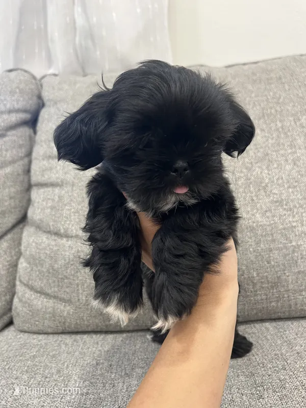 Jet – Shih Tzu puppy for sale in Citrus Heights, CA