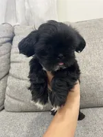 Jet, a male Shih Tzu for sale in Citrus Heights, CA – 1 of 3