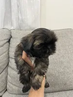 Cody, a male Shih Tzu for sale in Citrus Heights, CA – 2 of 2