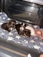 Milky Way, a female Yorkshire Terrier for sale in Evansville, IN – 4 of 6