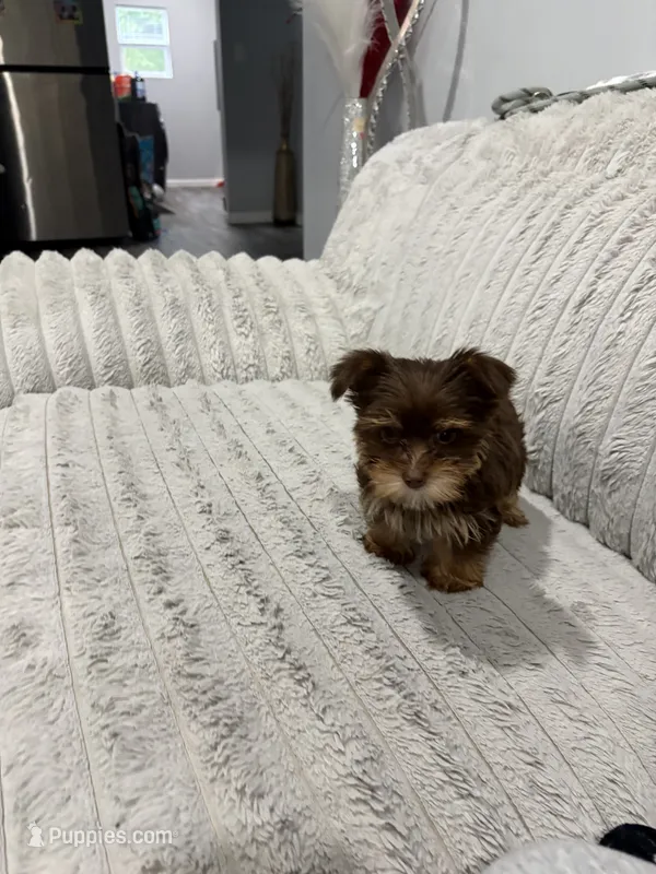 Milky Way – Yorkshire Terrier puppy for sale in Evansville, IN