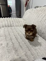 Milky Way, a female Yorkshire Terrier for sale in Evansville, IN – 1 of 10