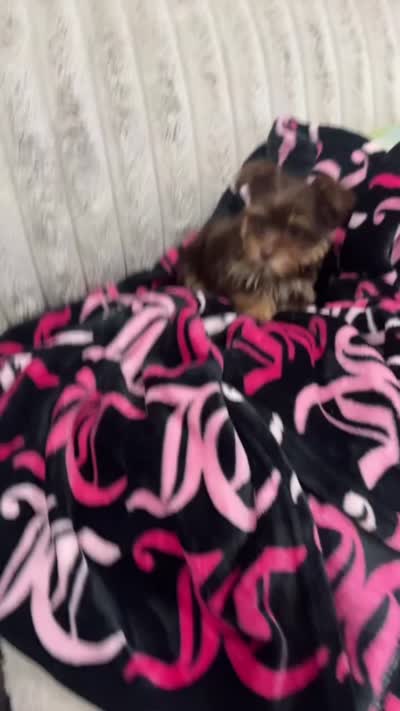 Milky Way, a female Yorkshire Terrier for sale in Evansville, IN – 4 of 10