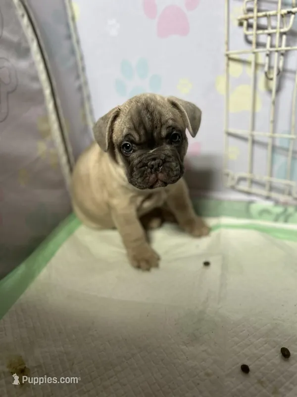 Carat – French Bulldog puppy for sale in Evansville, IN
